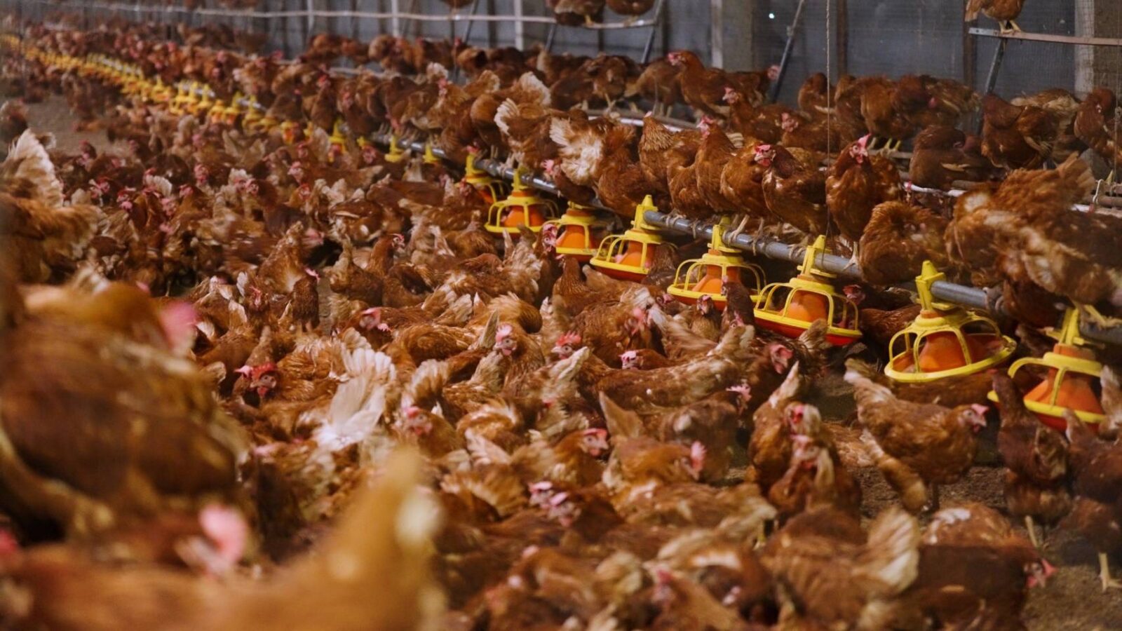 เกษมชัยฟู้ด เตรียมความพร้อมเพิ่มกำลังการผลิตไข่ไก่ปลอดกรง 3 เท่า ตั้งเป้าผลิต 100 ล้านฟองกลางปี 2569 รองรับความต้องการตลาด