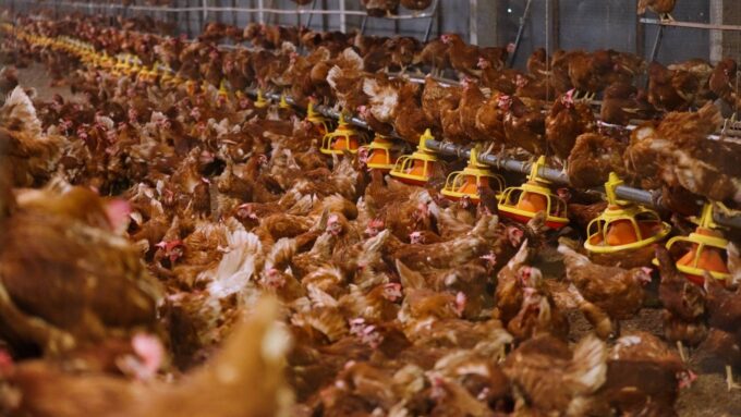 เกษมชัยฟู้ด เตรียมความพร้อมเพิ่มกำลังการผลิตไข่ไก่ปลอดกรง 3 เท่า ตั้งเป้าผลิต 100 ล้านฟองกลางปี 2569 รองรับความต้องการตลาด